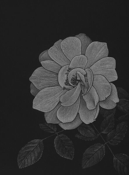 Studie einer Rose, 2025 &ndash; 19 x 14 cm; Buntstift auf Papier; (Foto: Studio Thilo Westermann)