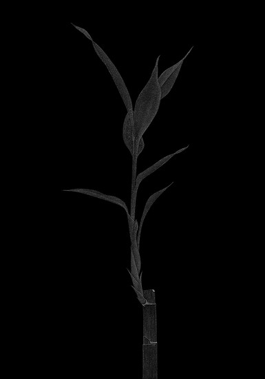 „Bambus (2)“,  2018 &ndash; 29,7 x 21 cm; Hinterglasmalerei