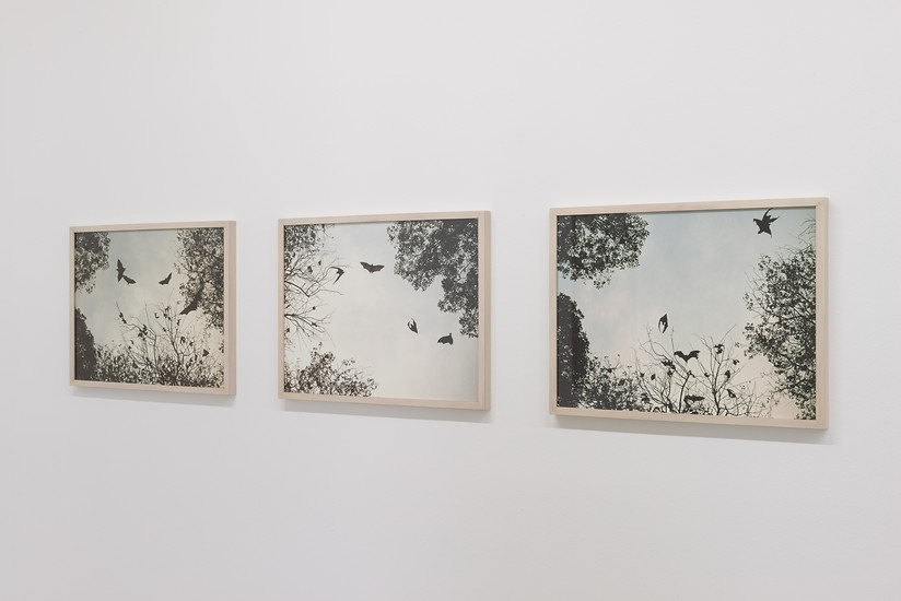 Olaf  Unverzart, flying dogs (Sri Lanka) - Triptychon, 2017 &ndash; Ed. 5; jeweils 48 x 63 cm; Archival Pigment Print; gerahmt