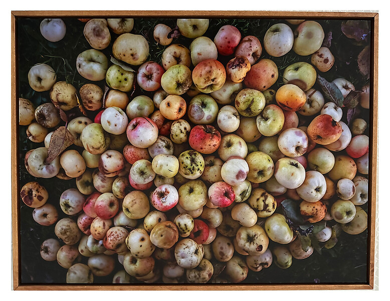 o. T., Winteräpfel, Kritzenast aus der Werkserie Naturkunde Neu  (Ed. 2/9), 2024 &ndash; 31 x 41 cm; Archival Pigment Print